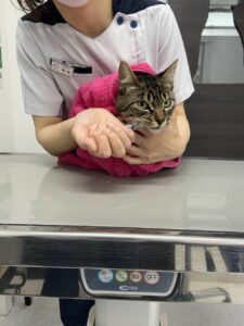 ペットを固定する03